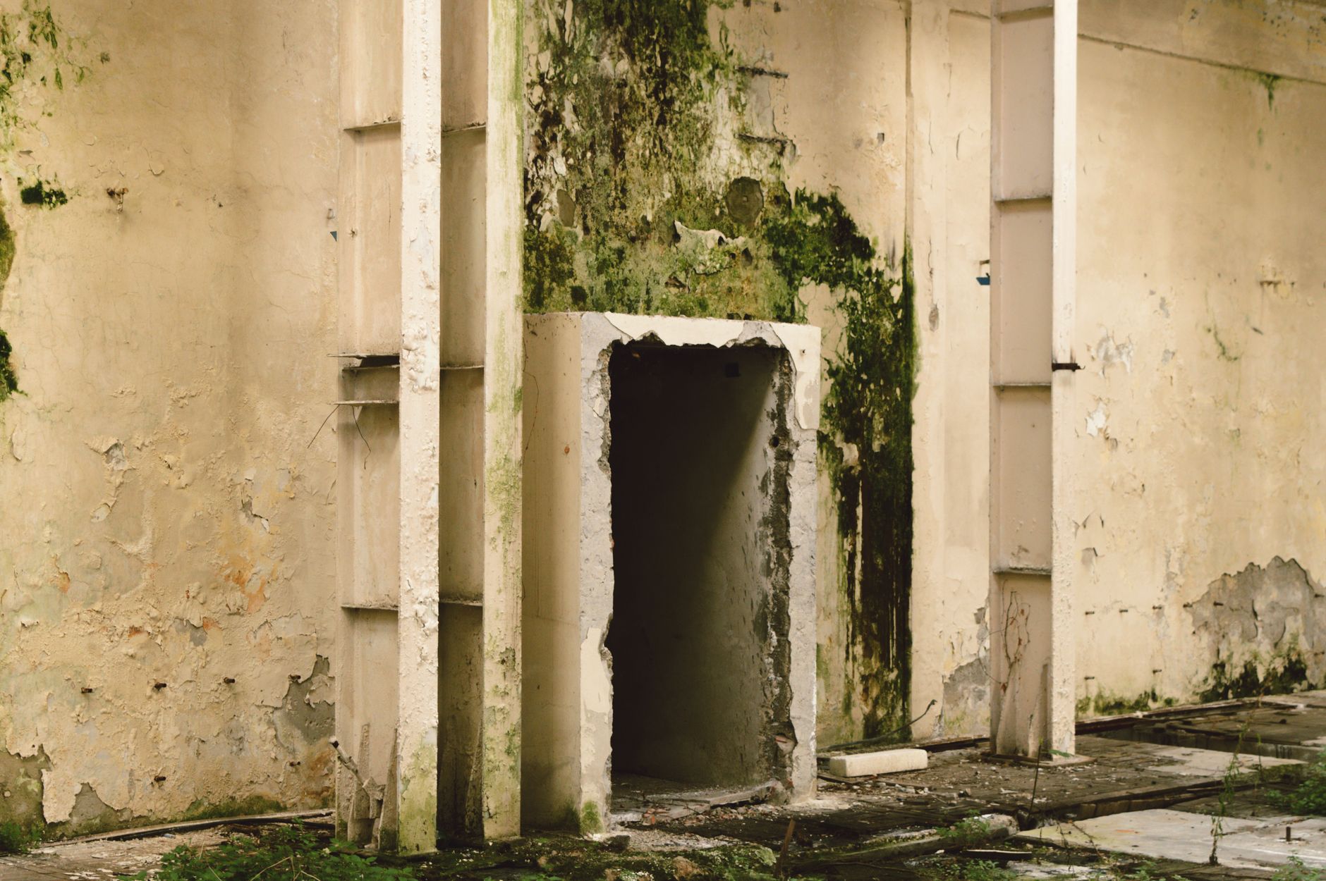 Mold Removal Hero Section Sarasota
